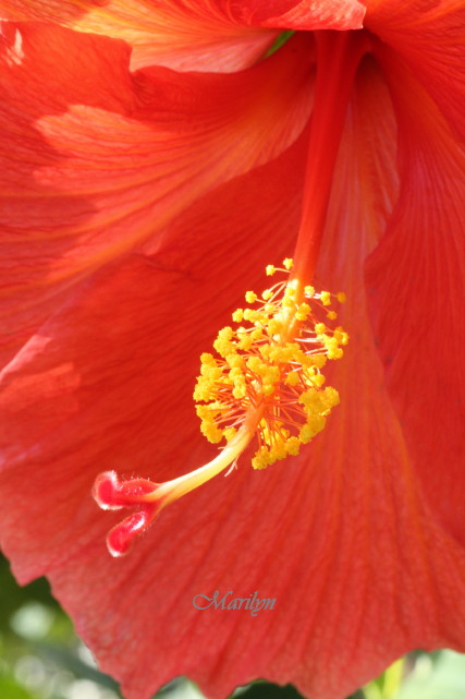hibiscus1_1.jpg