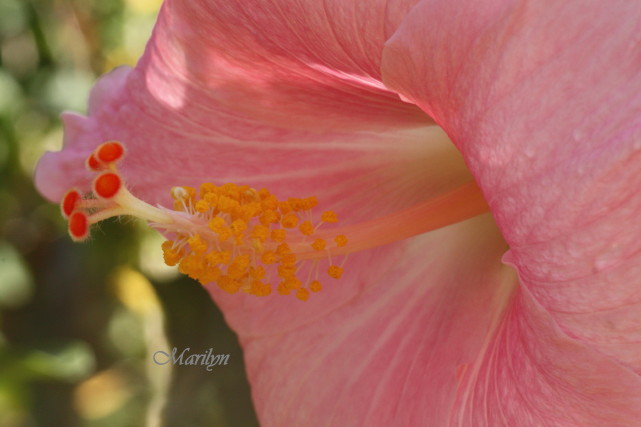 hibiscus2_1.jpg