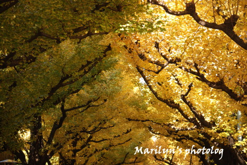 marilyn's photolog 2_1.jpg