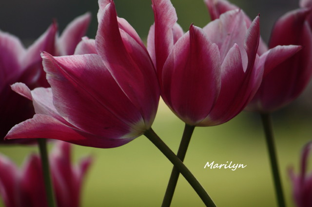 tulip10_1.jpg