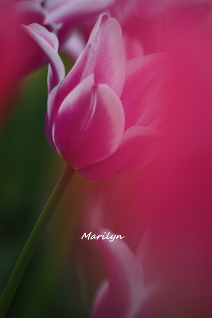 tulip11_1.jpg