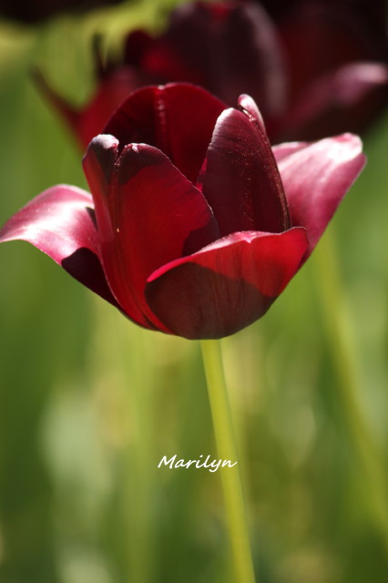 tulip13_1.jpg