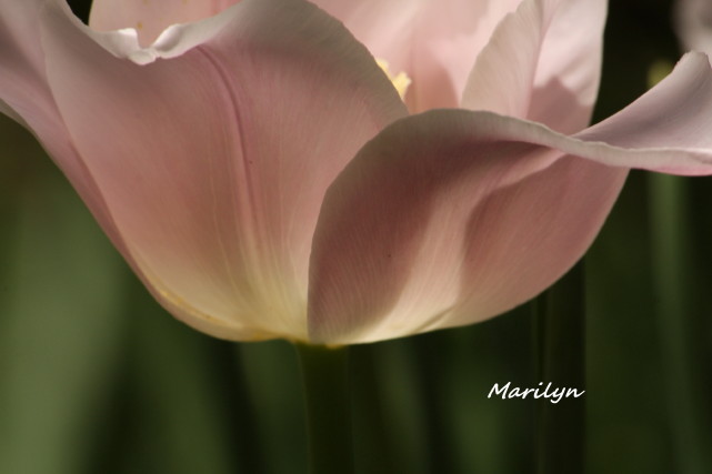 tulip14_1.jpg