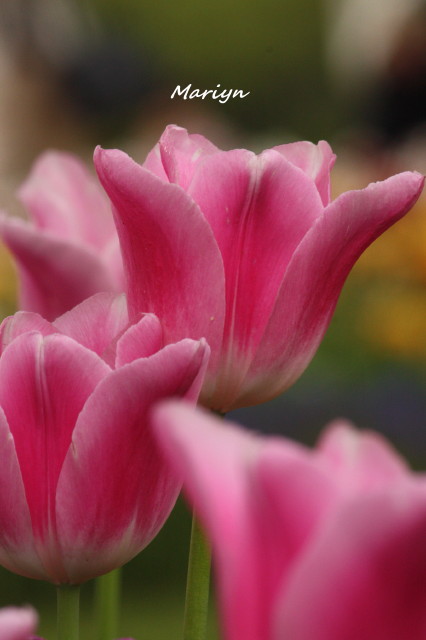 tulip15_1.jpg