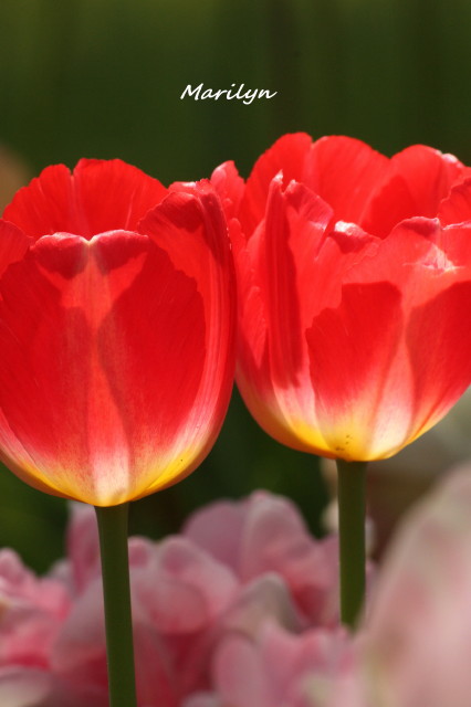 tulip16_1.jpg