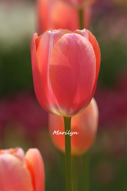 tulip17_1.jpg