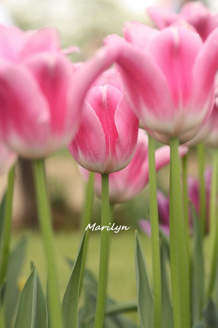 tulip19_1.jpg