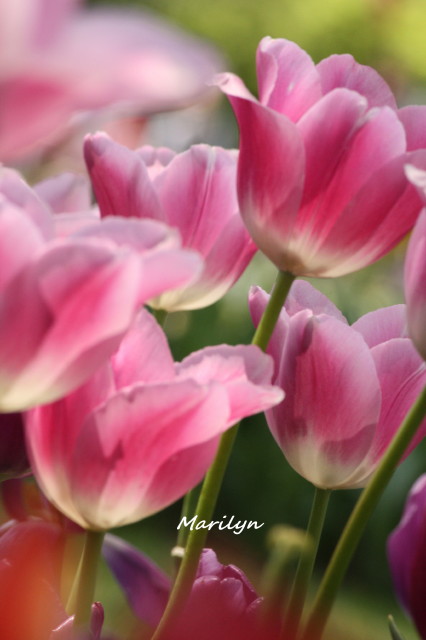 tulip1_1.jpg