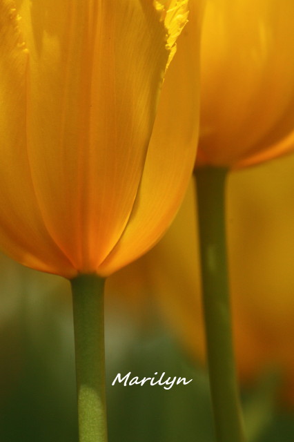 tulip2_1.jpg