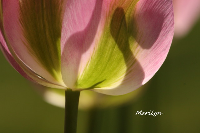 tulip3_1.jpg