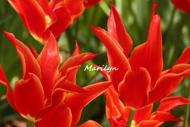 tulip3_1.jpg