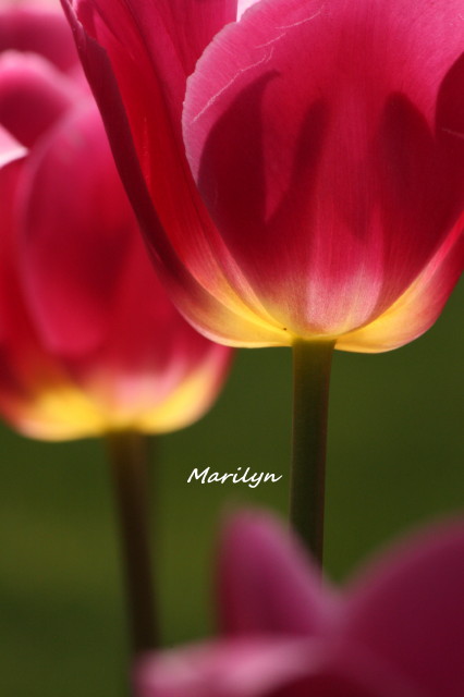 tulip4_1.jpg