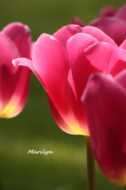 tulip5_1.jpg