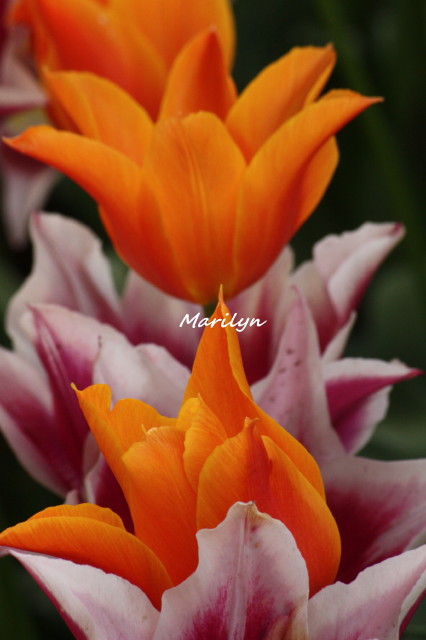 tulip6_1.jpg