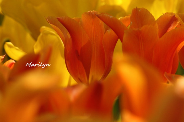 tulip7_1.jpg