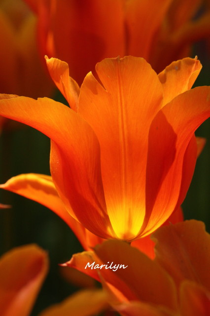 tulip8_1.jpg