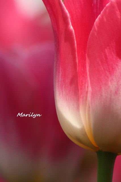 tulip9_1.jpg